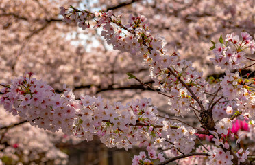 full bloom beautiful pink cherry blossoms flowers ( sakura ) in springtime sunny day with soft natural background