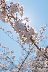 full bloom beautiful pink cherry blossoms flowers ( sakura ) in springtime sunny day with soft natural background
