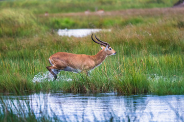 running antelope Waterbuck (Kobus ellipsiprymnus) in the african savannah namibia kruger park...