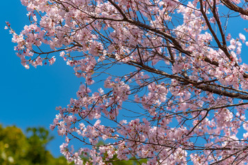 full bloom beautiful pink cherry blossoms flowers ( sakura ) in springtime sunny day with soft natural background