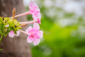 Soft pink flower of Mirabilis jalapa, the marvel of Peru or four o'clock flower, is the most commonly grown ornamental species of Mirabilis plant, and is available in a range of colours.