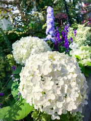 梅雨の季節と白紫陽花