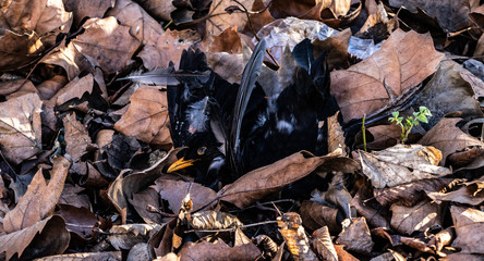 Toter Vogel in einem Laubhaufen - obrazy, fototapety, plakaty