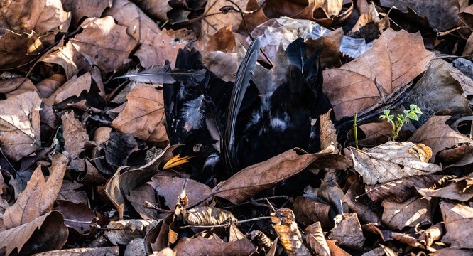 Toter Vogel in einem Laubhaufen