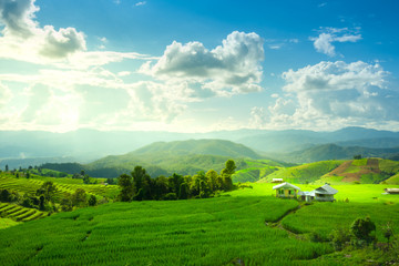 Fototapeta premium Rice terraces, rice stalks, rice terraces, rice plant, Mountains in northern Thailand