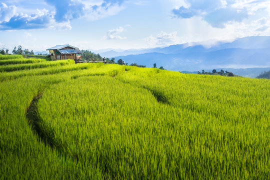 Rice terraces, rice stalks, rice terraces, rice plant, Mountains in northern Thailand © Gon