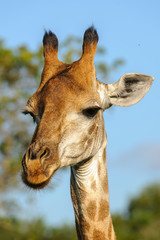 South African giraffe or Cape giraffe (Giraffa camelopardalis giraffa) portrait. KwaZulu Natal. South Africa