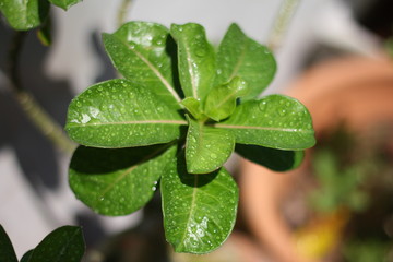 green leaf