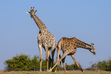 South African giraffe or Cape giraffe (Giraffa camelopardalis giraffa). Botswana