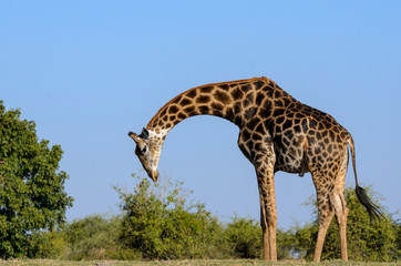 South African giraffe or Cape giraffe (Giraffa camelopardalis giraffa). Botswana