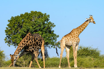 South African giraffe or Cape giraffe (Giraffa camelopardalis giraffa) feeding on soil minerals. Botswana