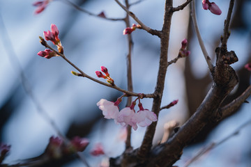 東京の桜