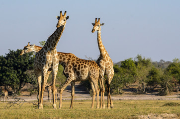 Naklejka na ściany i meble South African giraffe or Cape giraffe (Giraffa camelopardalis giraffa). Botswana