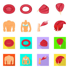 Vector design of fiber and muscular logo. Collection of fiber and body  stock symbol for web.