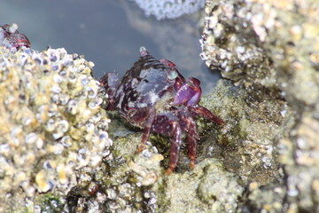Crab