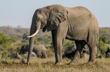 Fototapeta na wymiar African bush elephant (Loxodonta africana) aka African savanna elephant or African elephant. Botswana
