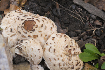 Champignons in the autumn forest