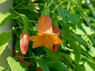 Canarina canariensis - Die Kanaren-enblume. Makro von Große Blüten mit sechs grünen Kelchblättern und orangefarbener Sechsspitzenkrone.