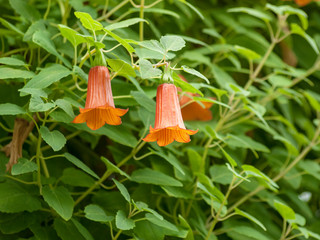 Canarina canariensis - Die Kanaren-enblume oder Kanarische enblume. Große Blüten mit sechs grünen Kelchblättern und orangefarbener Sechsspitzenkrone.