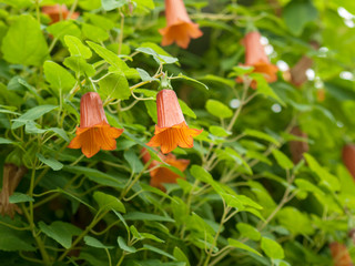 Canarina canariensis - Die Kanaren-enblume oder Kanarische enblume. Große Blüten mit sechs grünen Kelchblättern und orangefarbener Sechsspitzenkrone.