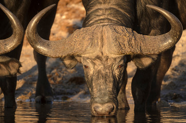 African buffalo or Cape buffalo (Syncerus caffer) portrait drinking. Botswana