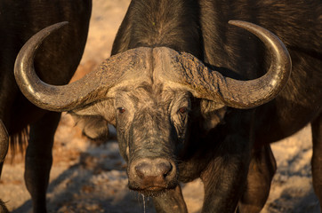 Obraz premium African buffalo or Cape buffalo (Syncerus caffer) portrait. Botswana