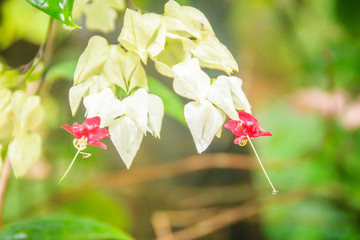 White and red bleeding-heart vine flower (Clerodendrum thomsoniae) with green background. Clerodendrum thomsoniae also known as bleeding glory-bower, glory-bower, bagflower and bleeding-heart vine.