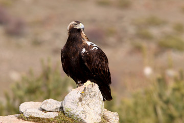 Spanish Imperial Eagle. Aquila adalberti