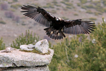 Spanish Imperial Eagle. Aquila adalberti