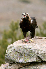 Fototapeta premium Spanish Imperial Eagle. Aquila adalberti