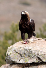 Spanish Imperial Eagle. Aquila adalberti