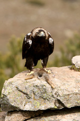 Spanish Imperial Eagle. Aquila adalberti