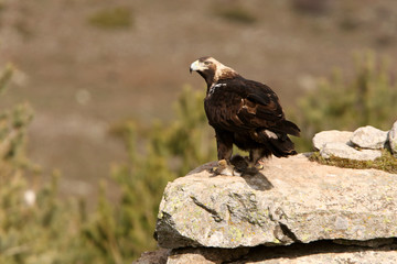 Spanish Imperial Eagle. Aquila adalberti