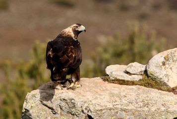 Spanish Imperial Eagle. Aquila adalberti