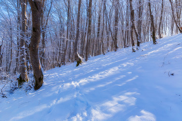 The beauty of the winter forest on a sunny day
