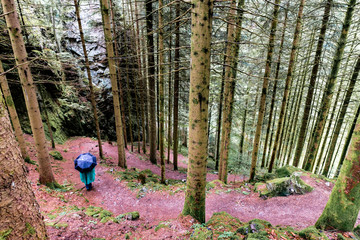 Forest Myths