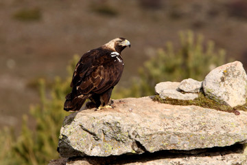 Spanish Imperial Eagle. Aquila adalberti