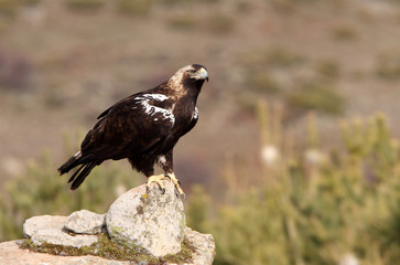 Spanish Imperial Eagle. Aquila adalberti
