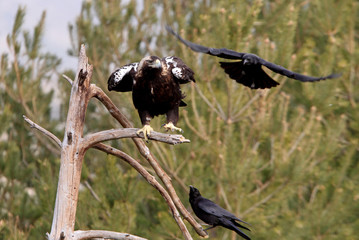 Spanish Imperial Eagle. Aquila adalberti