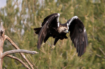 Spanish Imperial Eagle. Aquila adalberti
