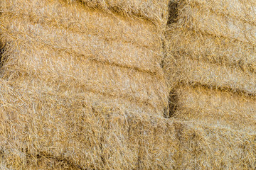 Harvested bales in piles of hay for cattle. Agricultural high haystack.