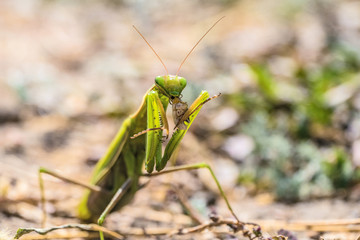 Green common mantis (mantis religious) eating prey. Mantis insect in the wild. Limited depth of field with bokeh.
