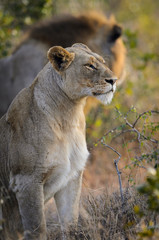 Lion (Panthera leo). KwaZulu Natal. South Africa