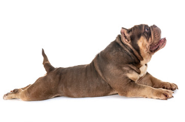 american bully in studio