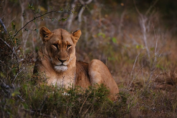 Fototapeta na wymiar Lion (Panthera leo) at night. KwaZulu Natal. South Africa