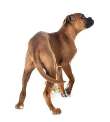 puppy boxer in studio