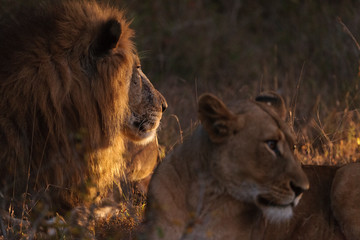Naklejka premium Lion (Panthera leo) at night. KwaZulu Natal. South Africa