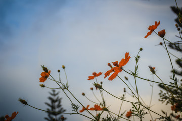Beautiful yellow cosmos flower (Cosmos sulphureus) in the meadow field. Cosmos sulphureus is also known as sulfur cosmos and yellow cosmos and native to Mexico.