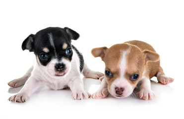 Obraz premium puppies chihuahuas in studio