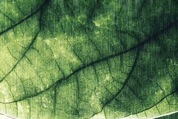 Obraz premium Macro of Tree Leaves for nature background and save green concept,spa,soft and blur focus, made with gradient and filter colored.